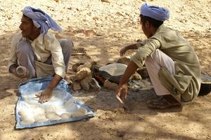 Two Bedouin men sitting on the ground, skillfully making traditional bread